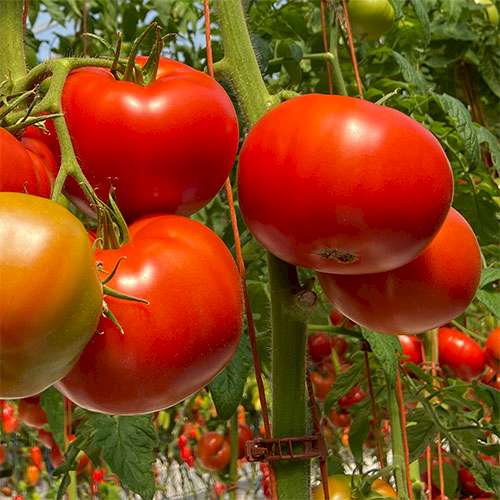 You say tomato...