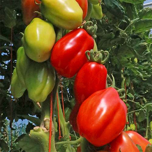 Hot & Mild Peppers