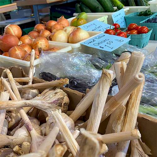 Garden Fresh Garlic